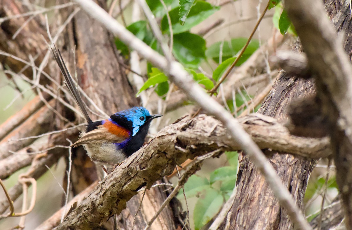 Weißbauch-Staffelschwanz - ML646772768