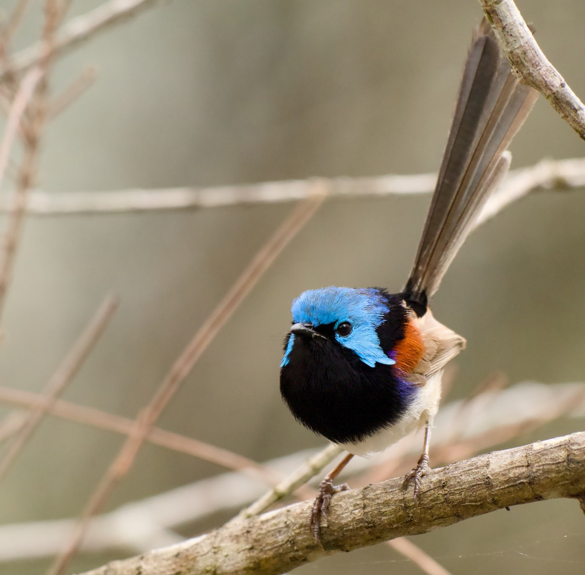 Weißbauch-Staffelschwanz - ML646772769