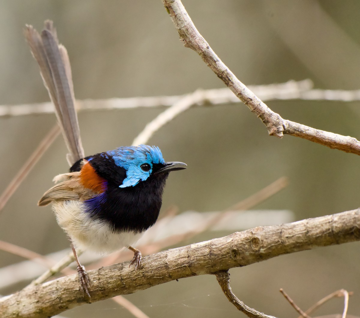 Weißbauch-Staffelschwanz - ML646772770