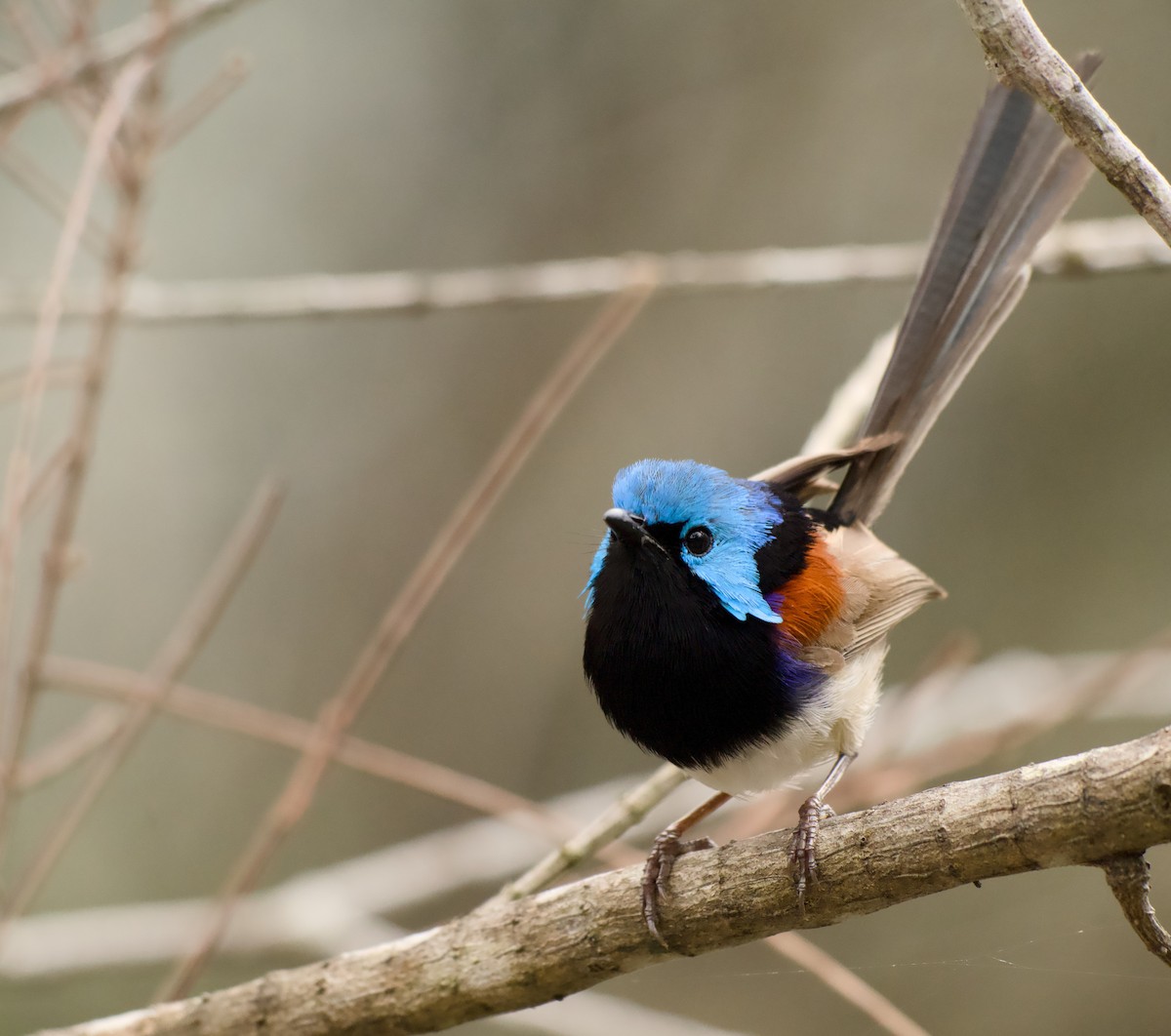 Weißbauch-Staffelschwanz - ML646772771