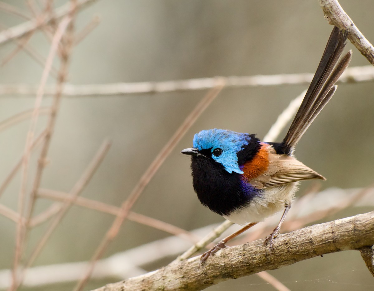 Weißbauch-Staffelschwanz - ML646772772