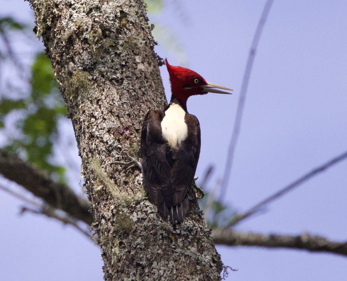 kremryggspett - ML646772773