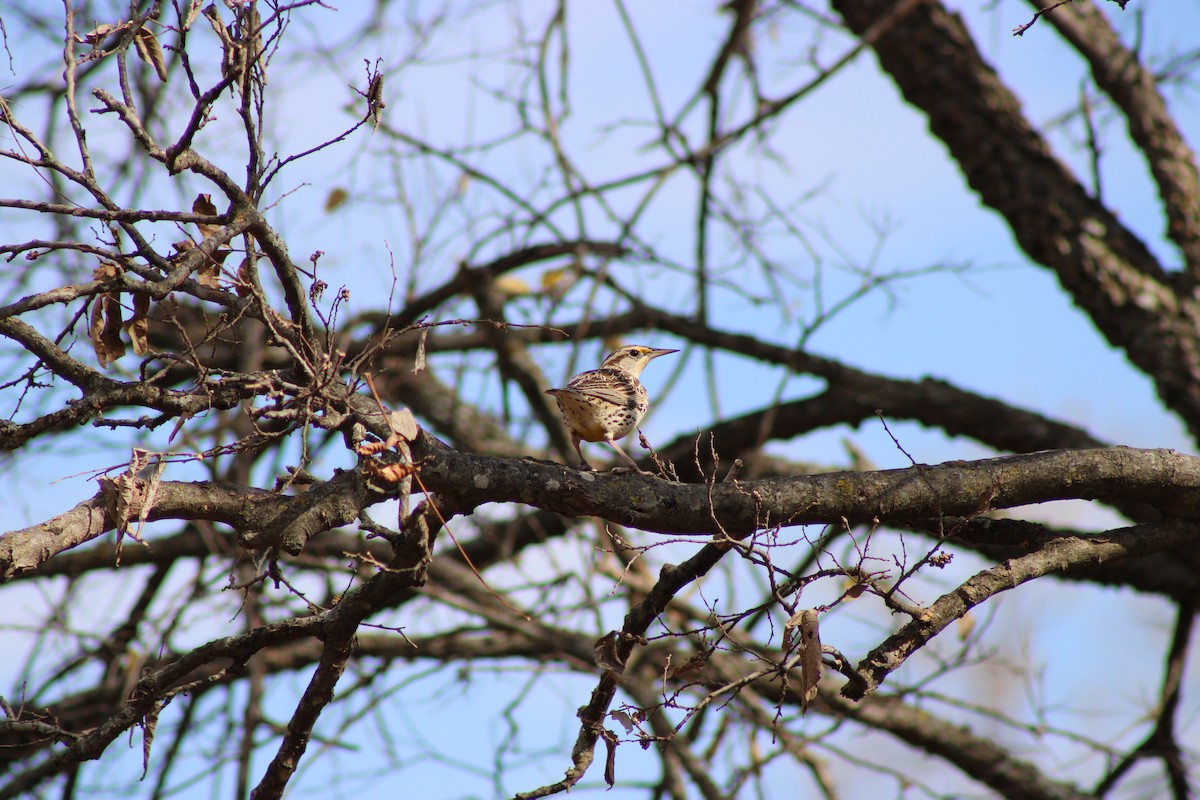 Western Meadowlark - ML646772775