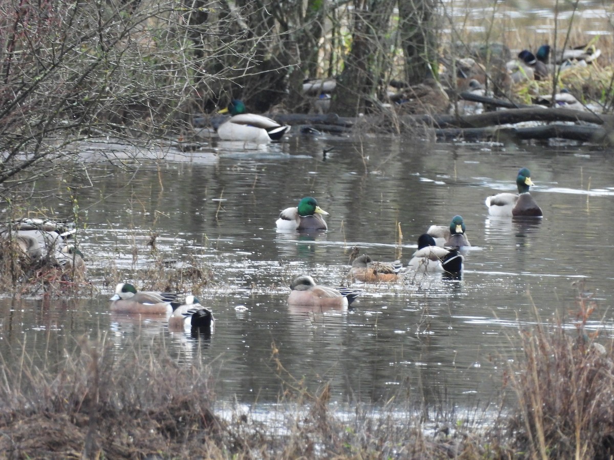 American Wigeon - ML646772778