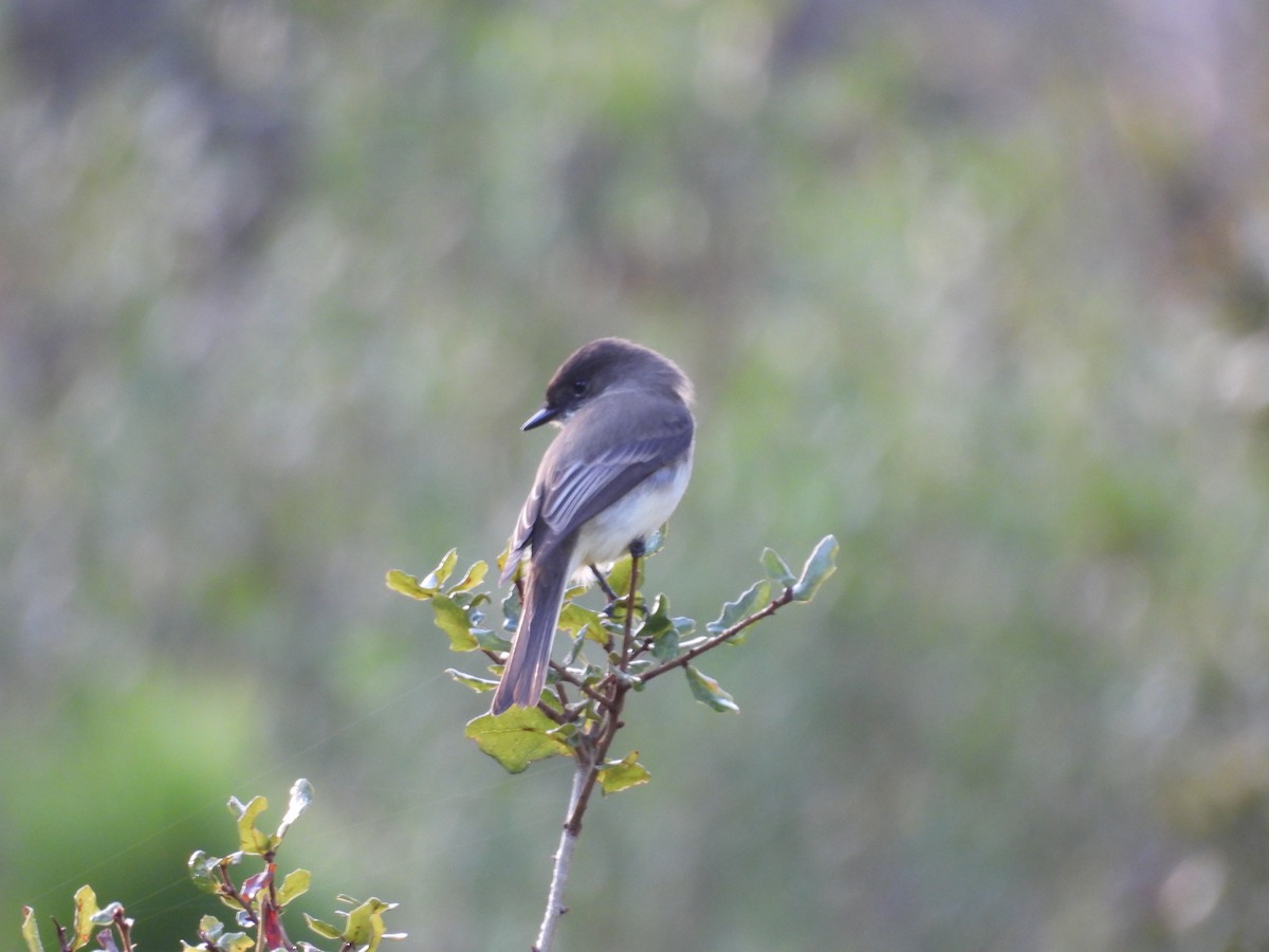 Eastern Phoebe - ML646772779