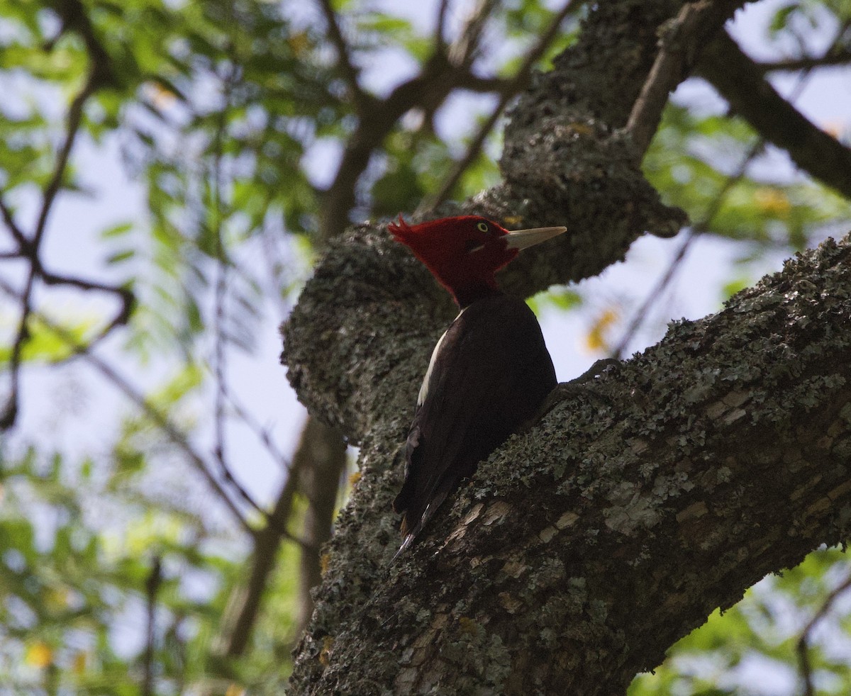 kremryggspett - ML646772785