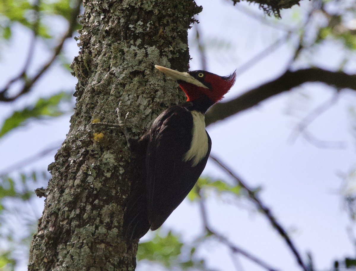 kremryggspett - ML646772791