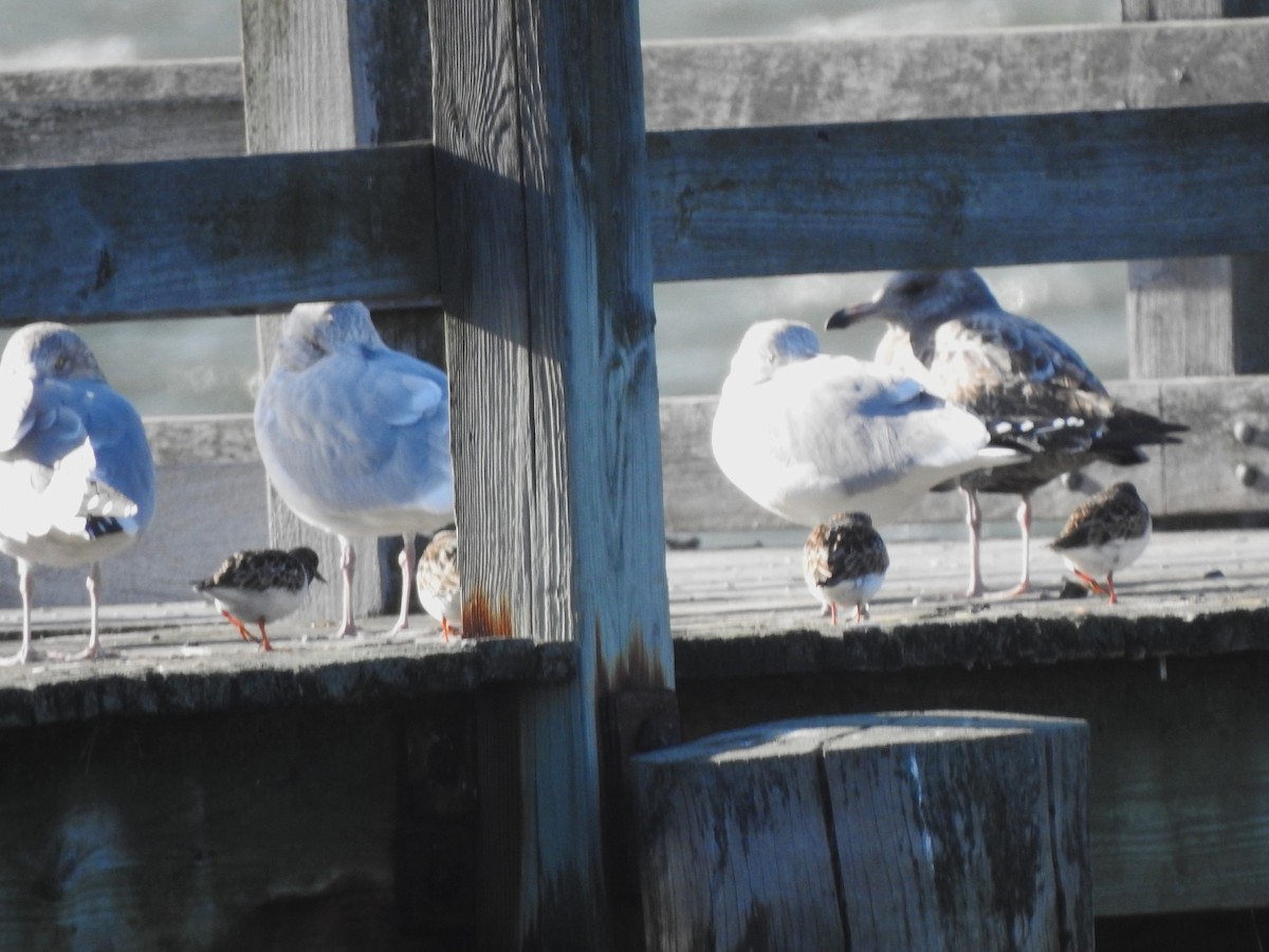 Ruddy Turnstone - ML646772793