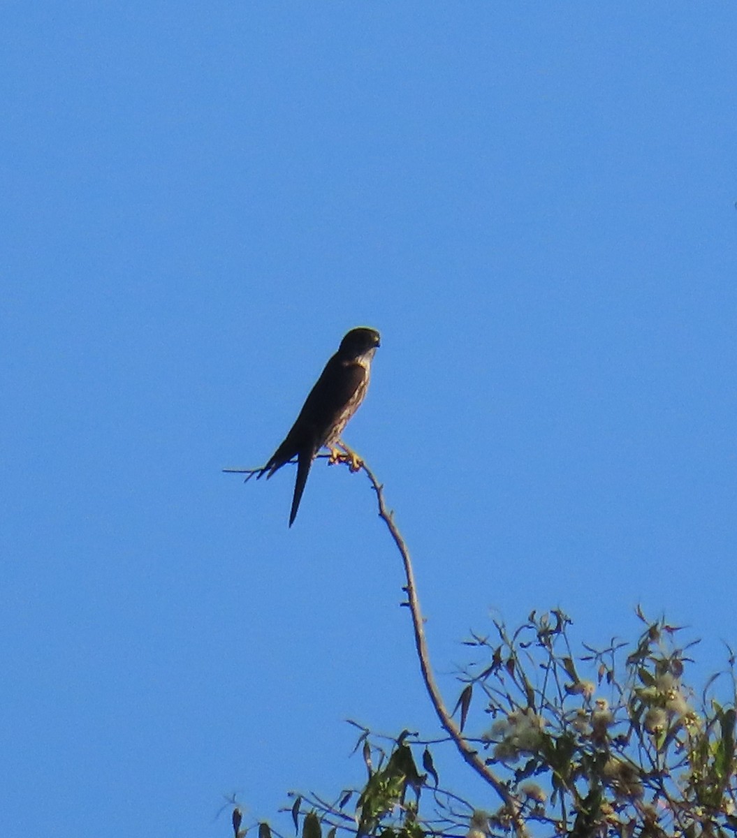 Дербник - ML646772794