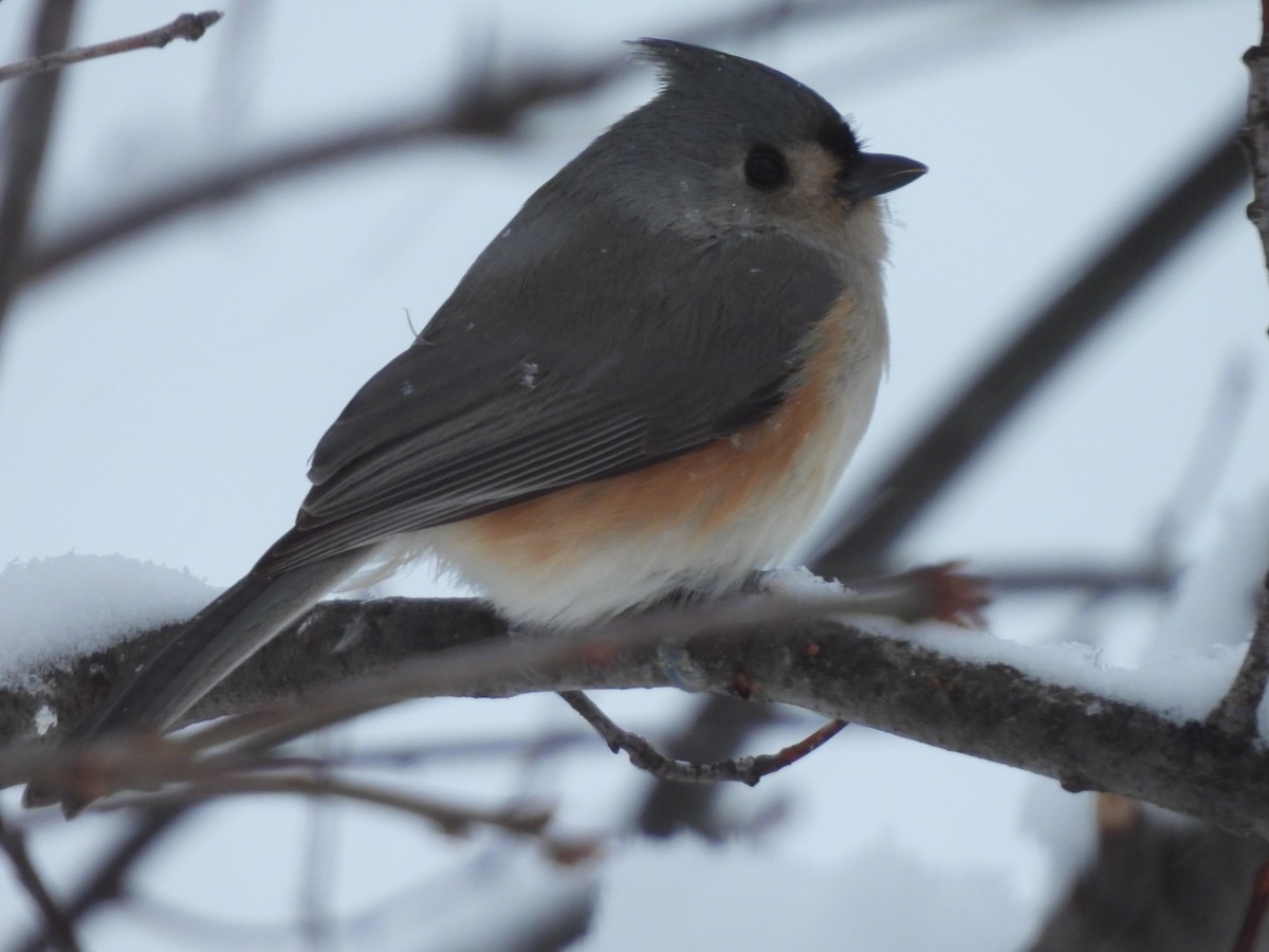 Tufted Titmouse - ML646772803
