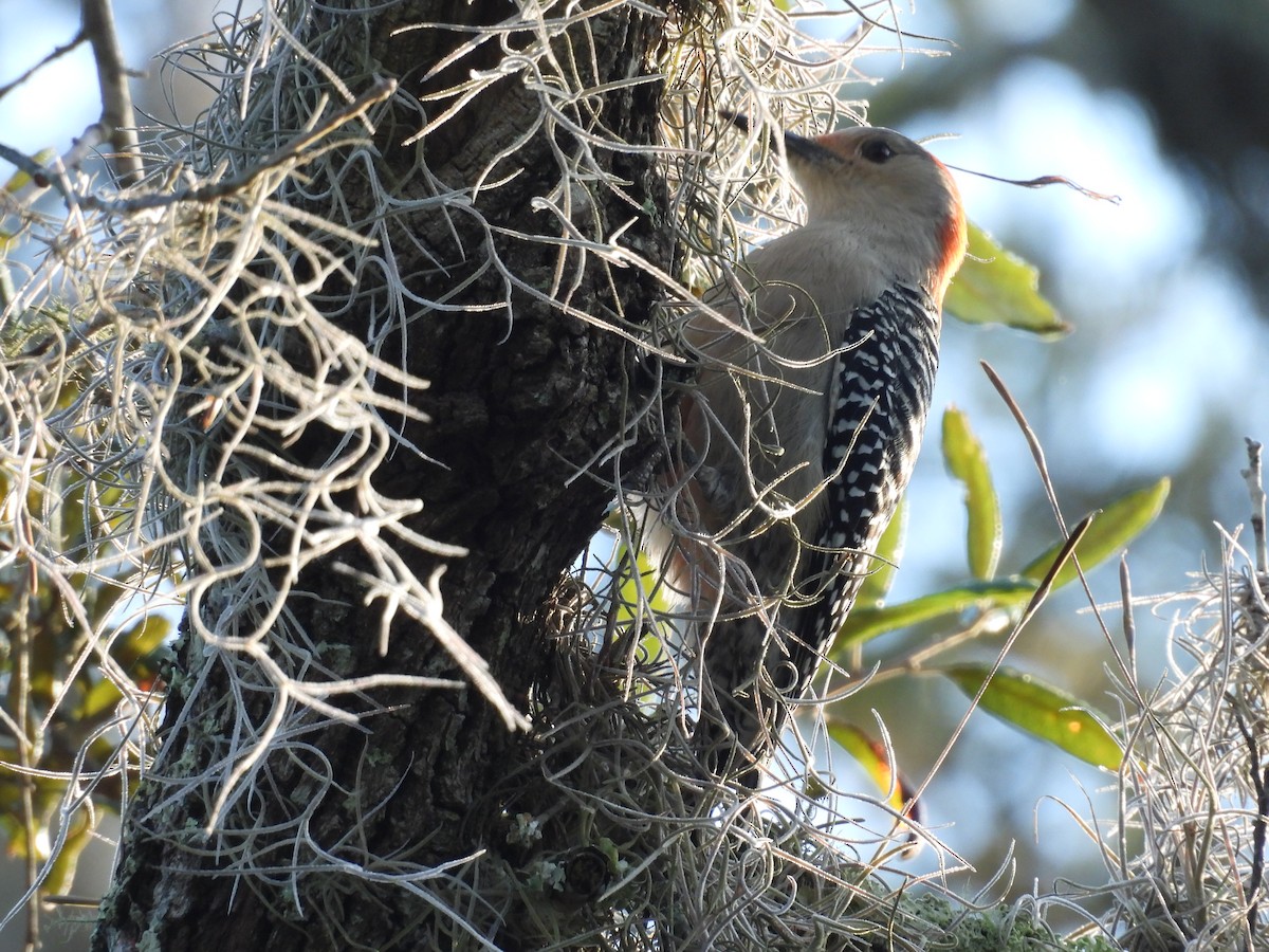 Red-bellied Woodpecker - ML646772806