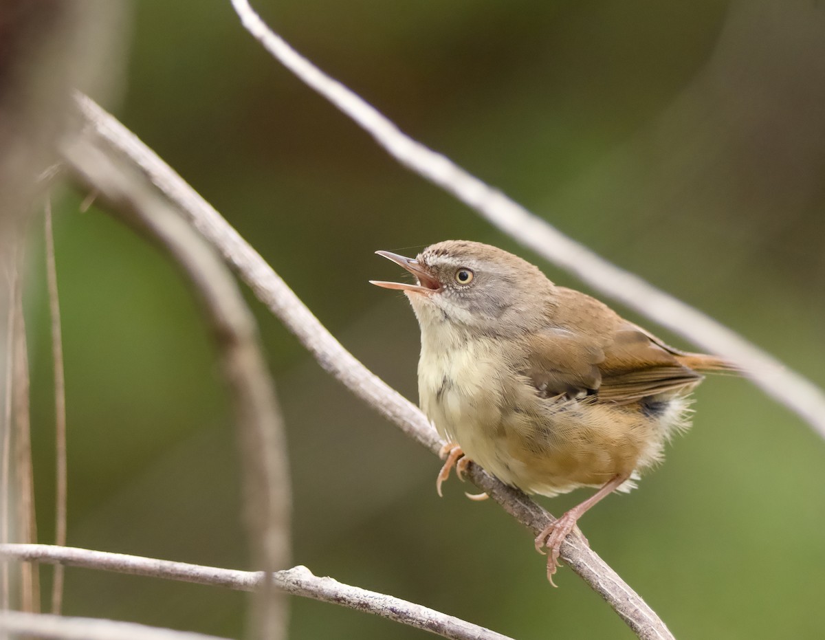 Weißbrauensericornis - ML646772809