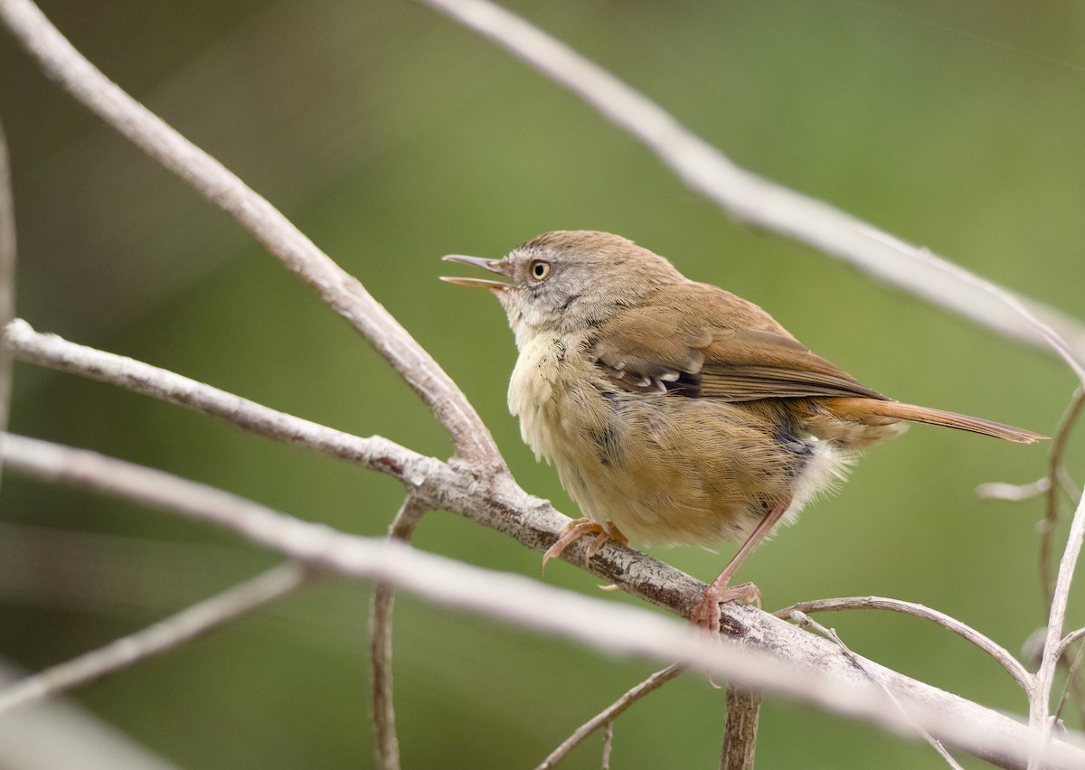 Weißbrauensericornis - ML646772810