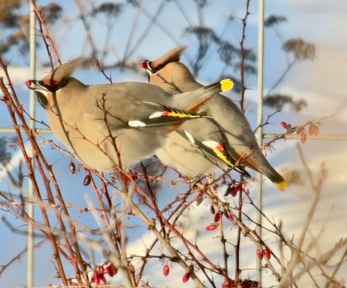 Bohemian Waxwing - ML646772811