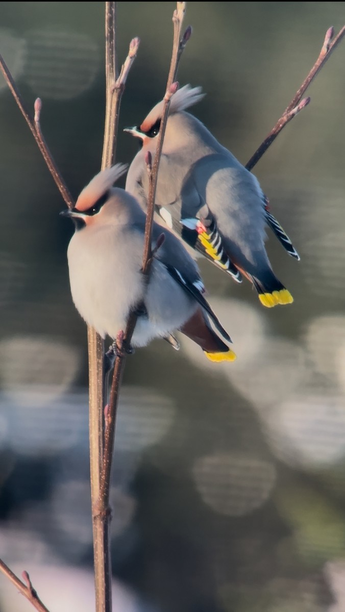 Bohemian Waxwing - ML646772812