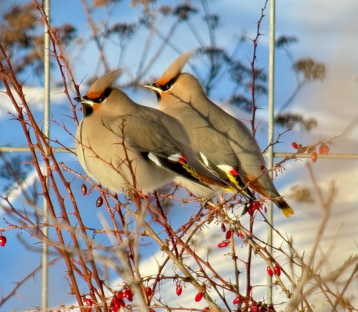 Bohemian Waxwing - ML646772813