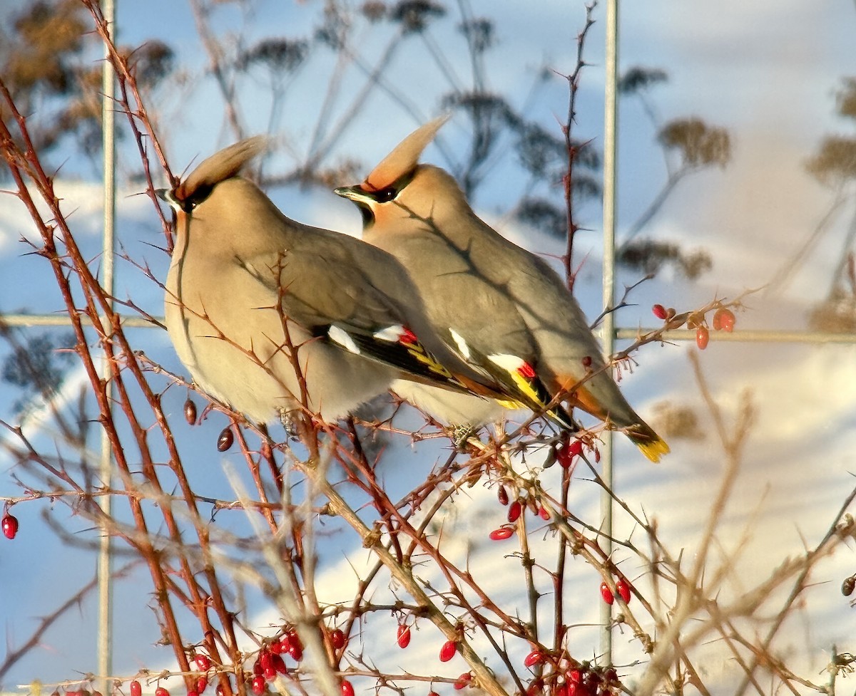 Bohemian Waxwing - ML646772814