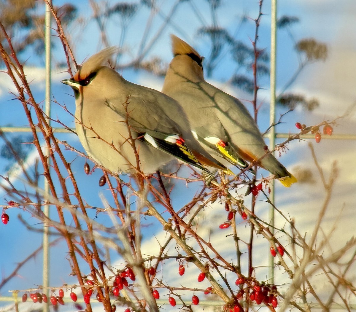 Bohemian Waxwing - ML646772815