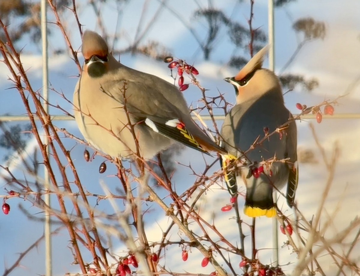 Bohemian Waxwing - ML646772816