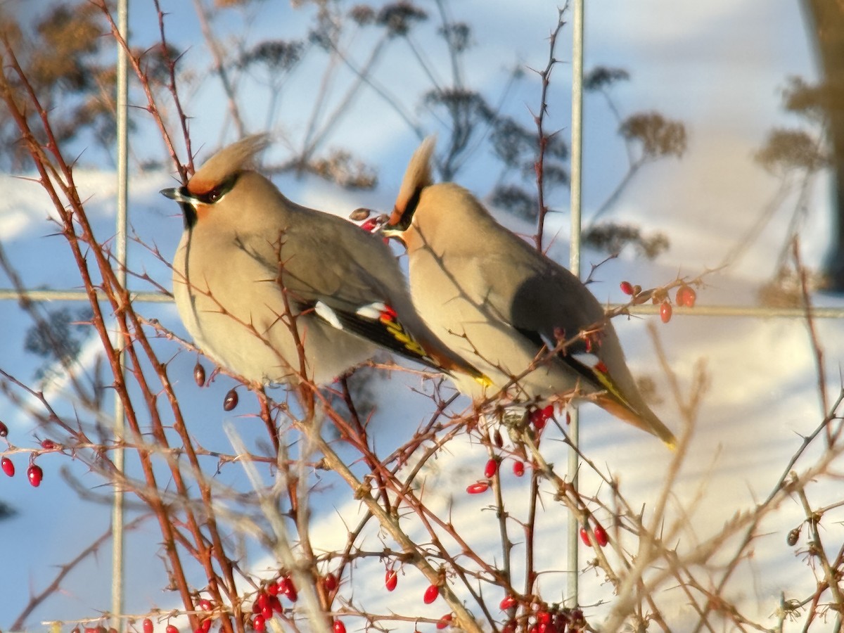Bohemian Waxwing - ML646772817