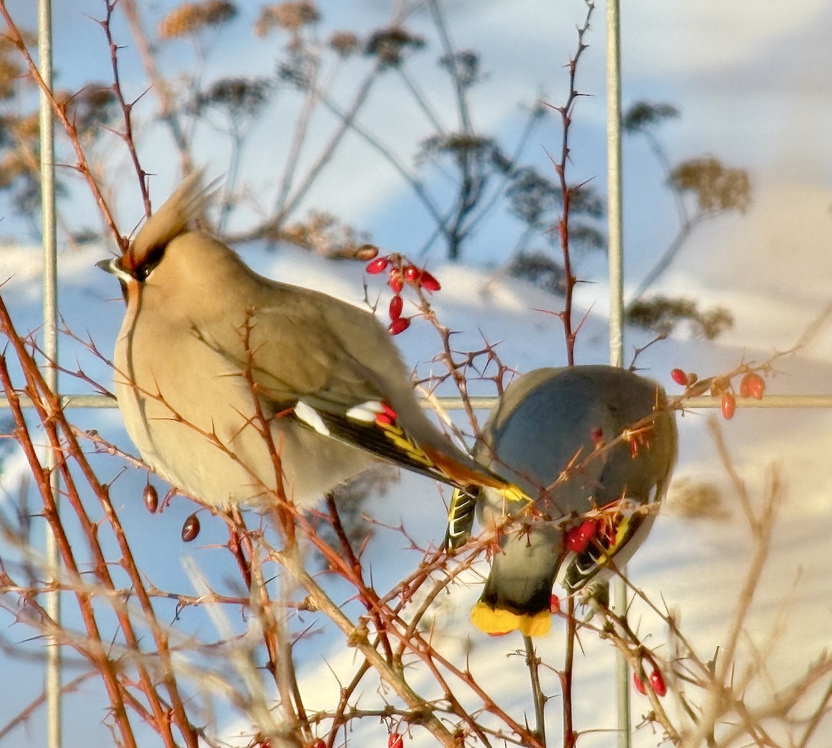 Bohemian Waxwing - ML646772818
