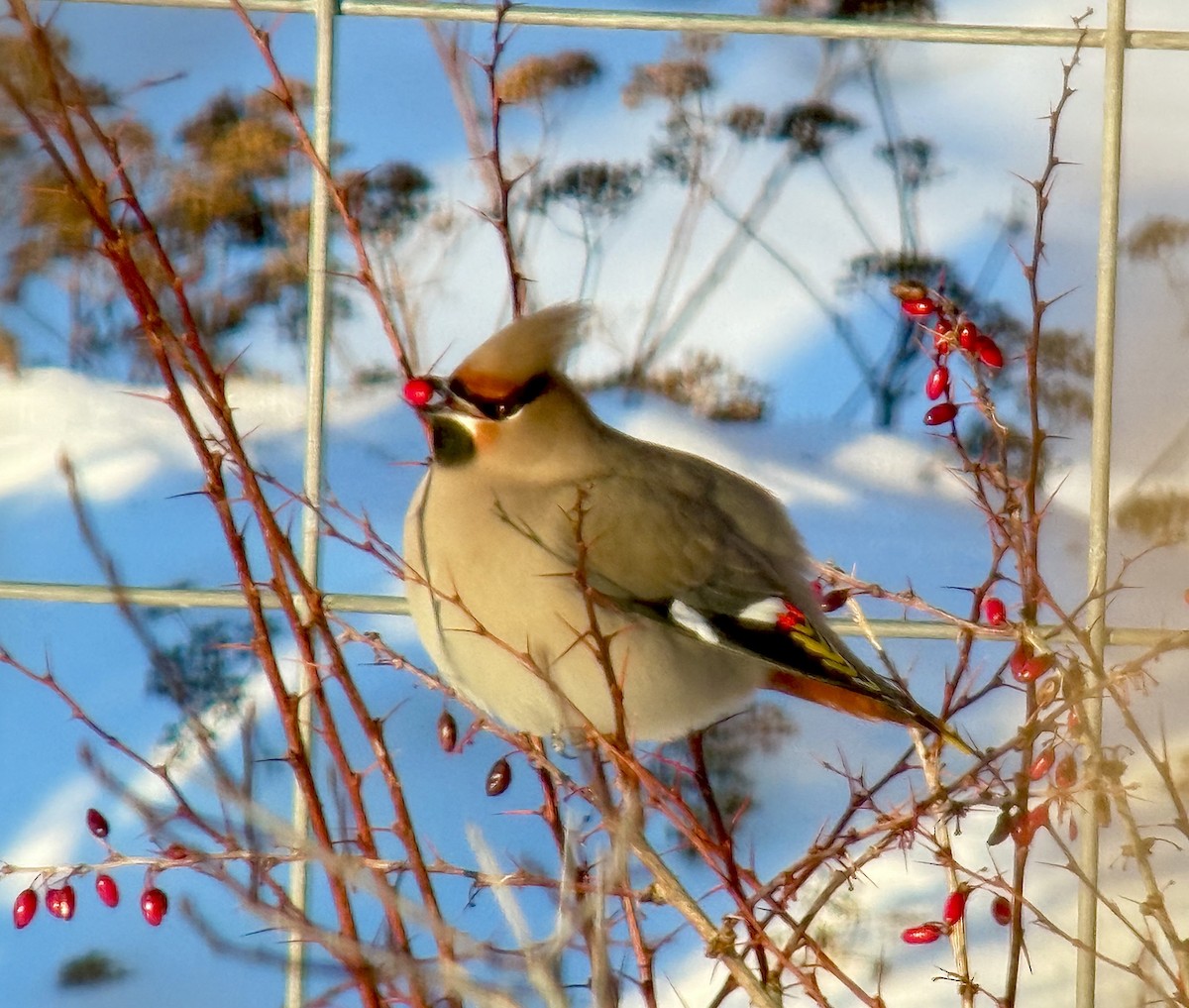 Bohemian Waxwing - ML646772822