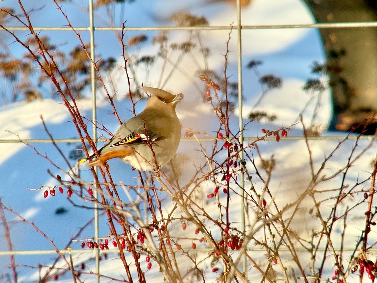 Bohemian Waxwing - ML646772823