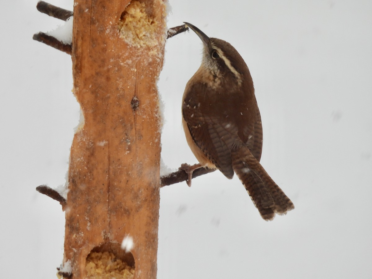 Carolina Wren - ML646772824