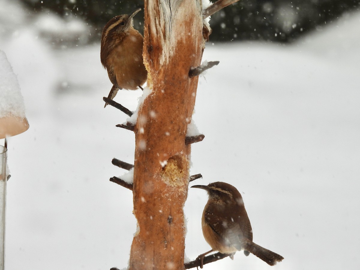 Carolina Wren - ML646772825