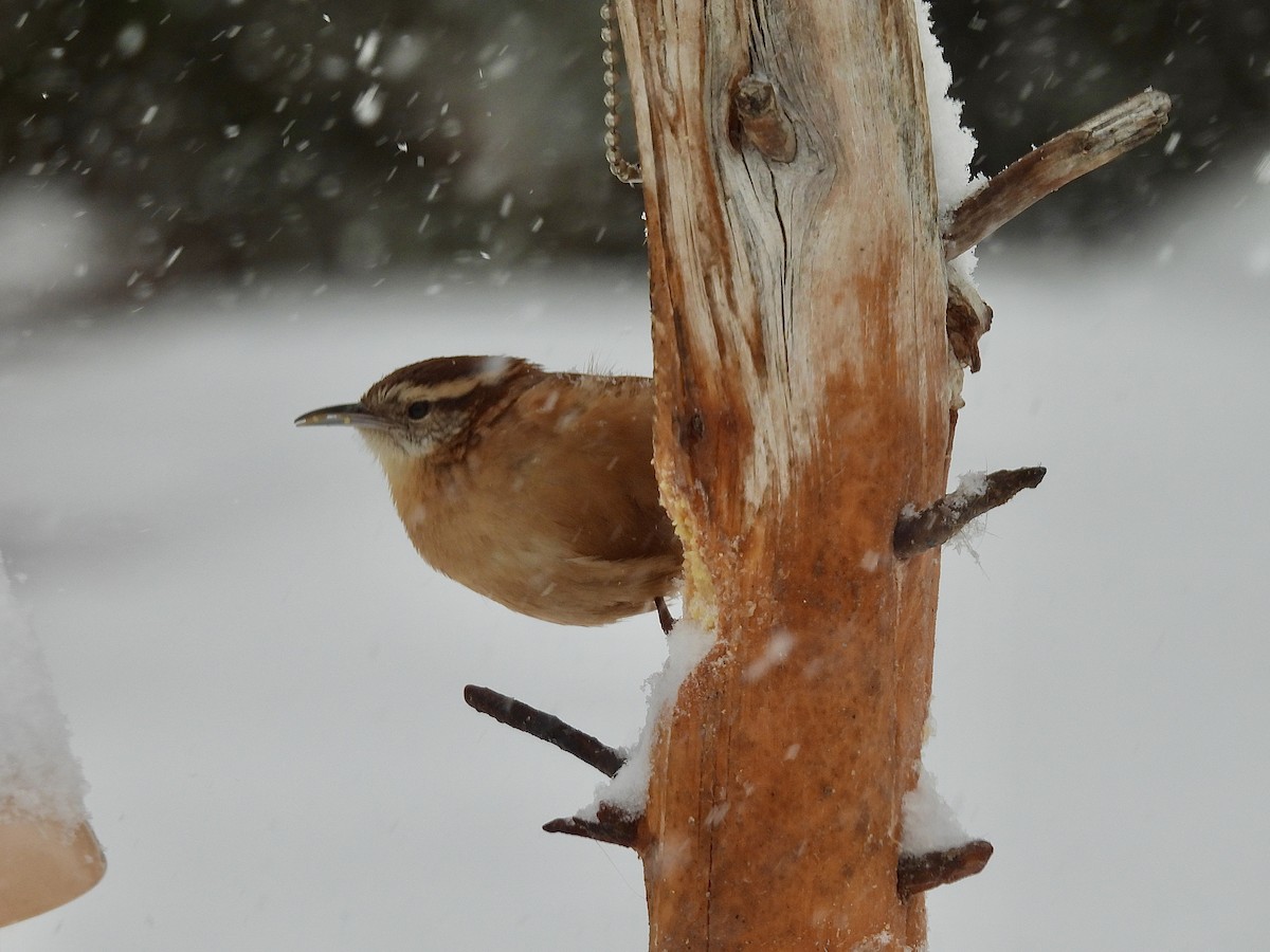 Carolina Wren - ML646772826