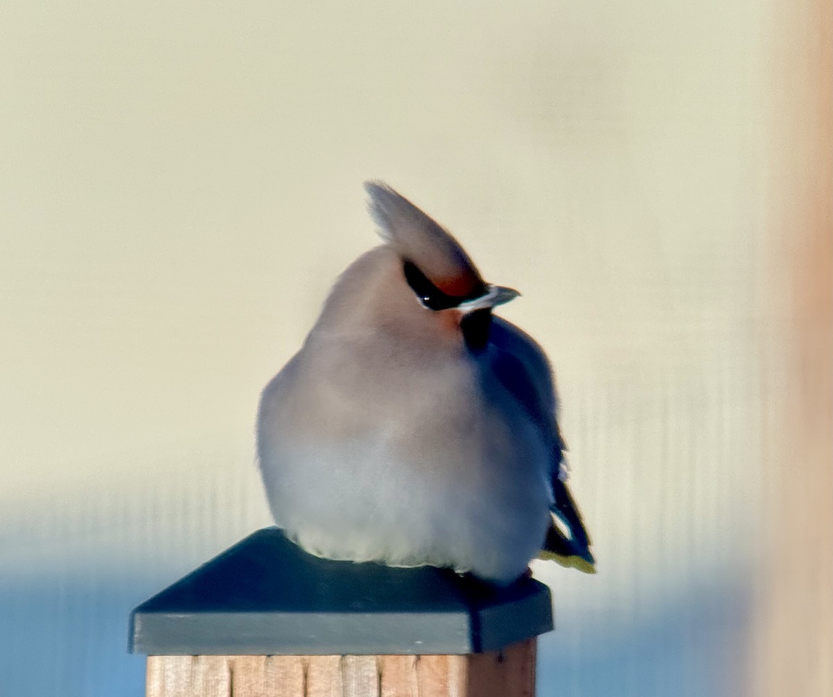 Bohemian Waxwing - ML646772827