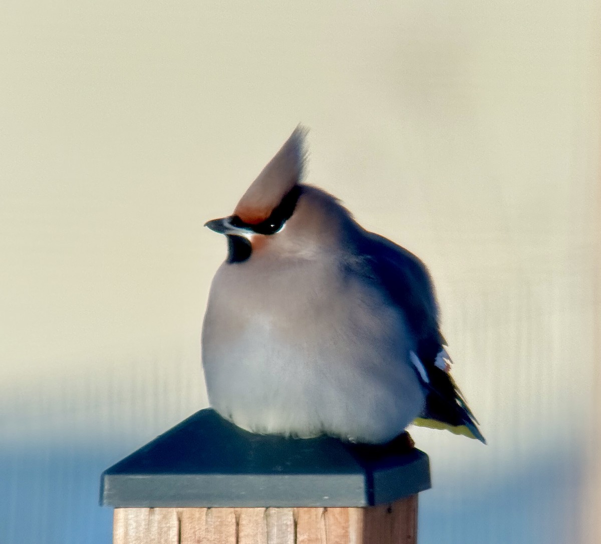 Bohemian Waxwing - ML646772828