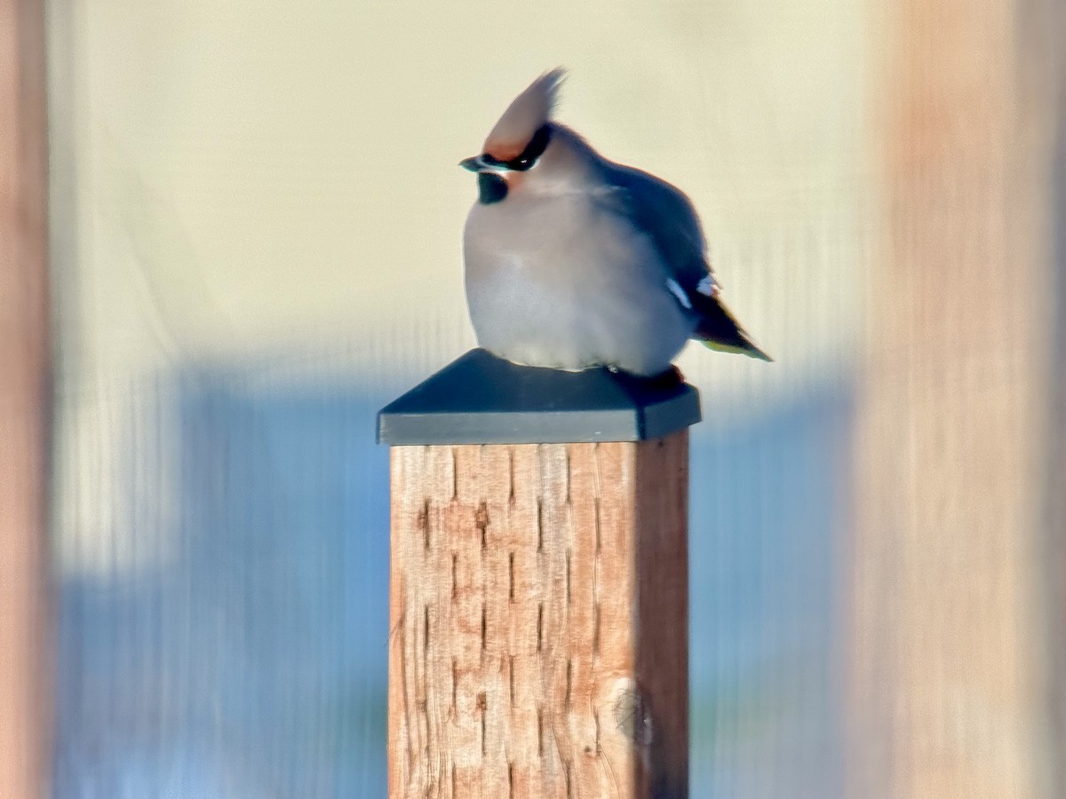 Bohemian Waxwing - ML646772829
