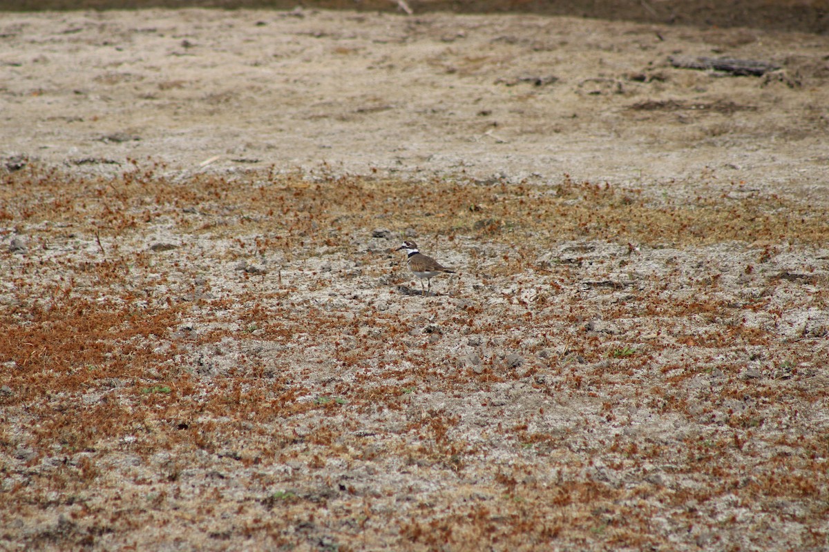 Killdeer - ML646772843