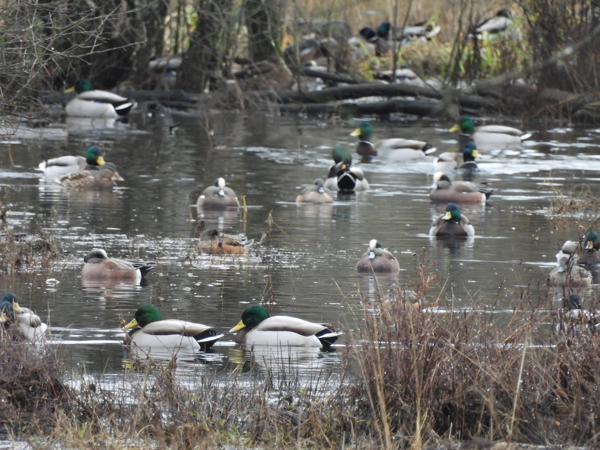 Mallard - ML646772844