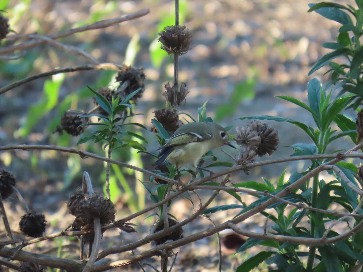 Рубиноголовый королёк - ML646772847