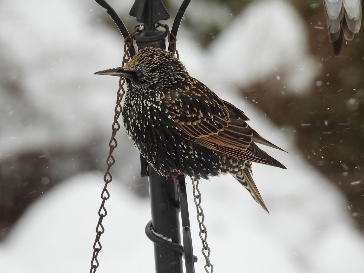 European Starling - ML646772848
