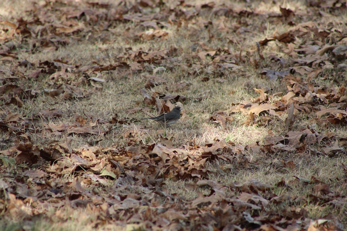Dark-eyed Junco - ML646772849