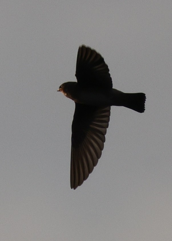 Cliff Swallow (pyrrhonota Group) - ML646772850