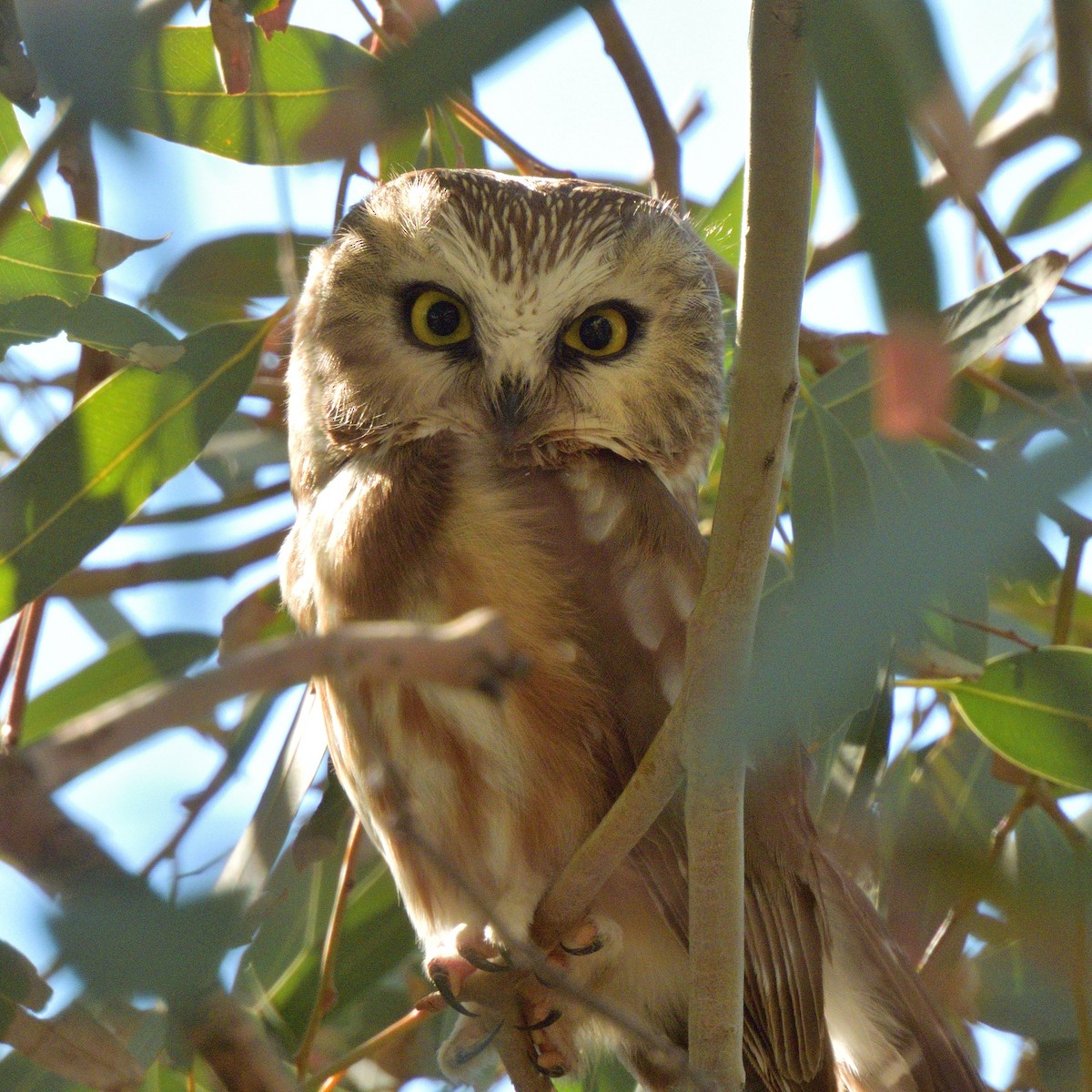 Northern Saw-whet Owl - ML646772852