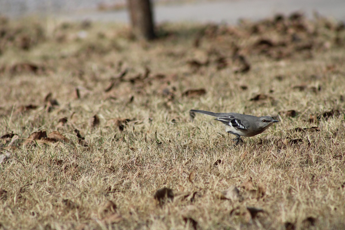 Northern Mockingbird - ML646772853