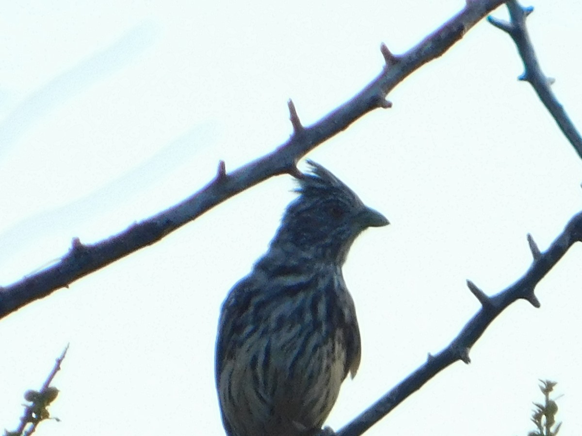 Рара червоновола - ML646772856