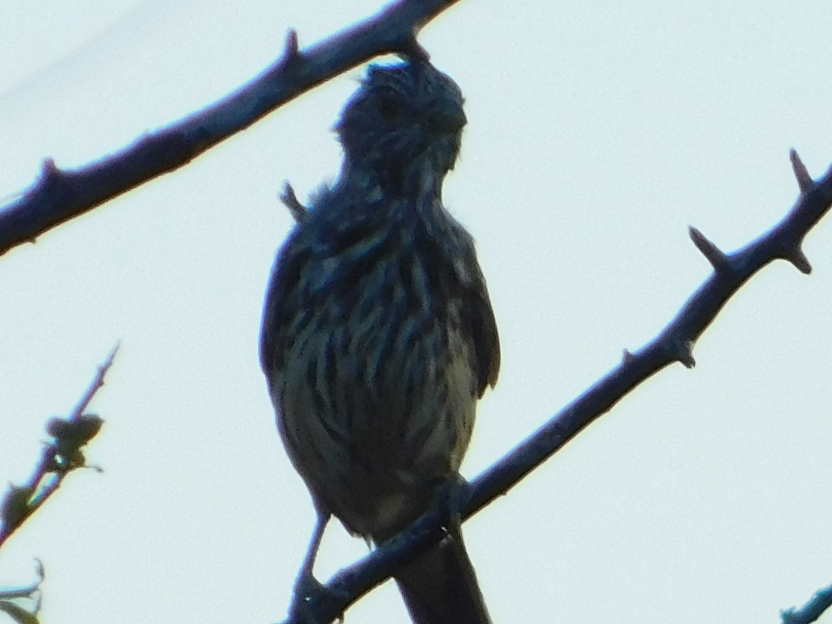 Рара червоновола - ML646772857