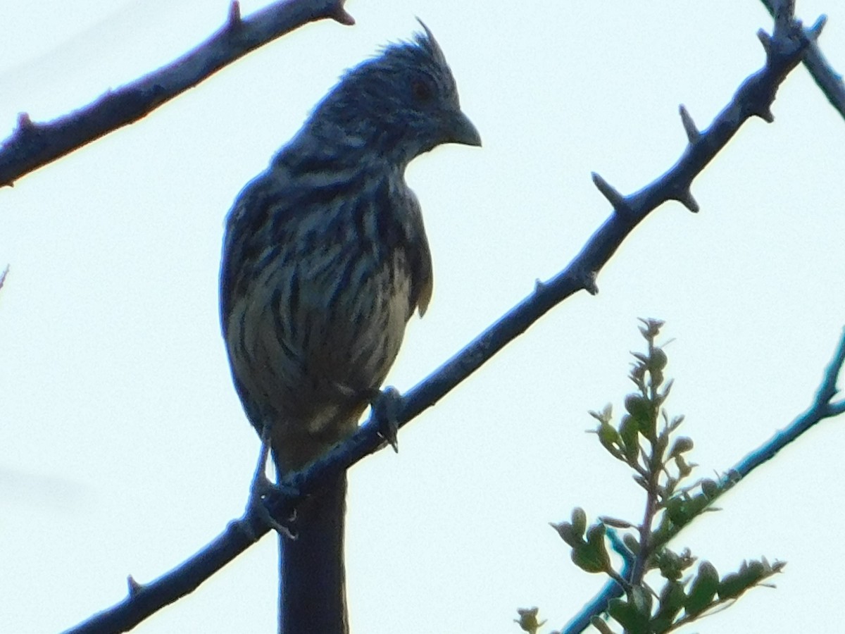 Рара червоновола - ML646772858