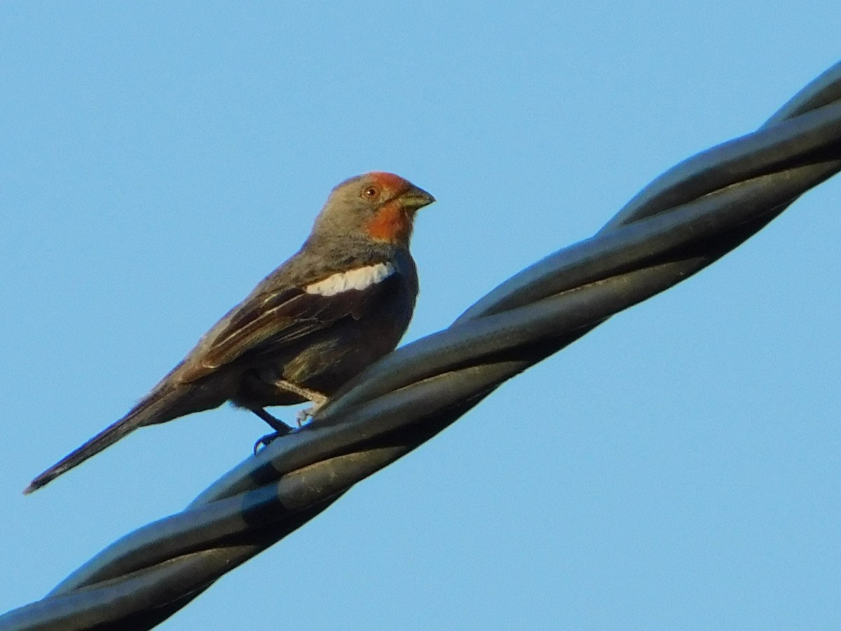 Рара червоновола - ML646772859