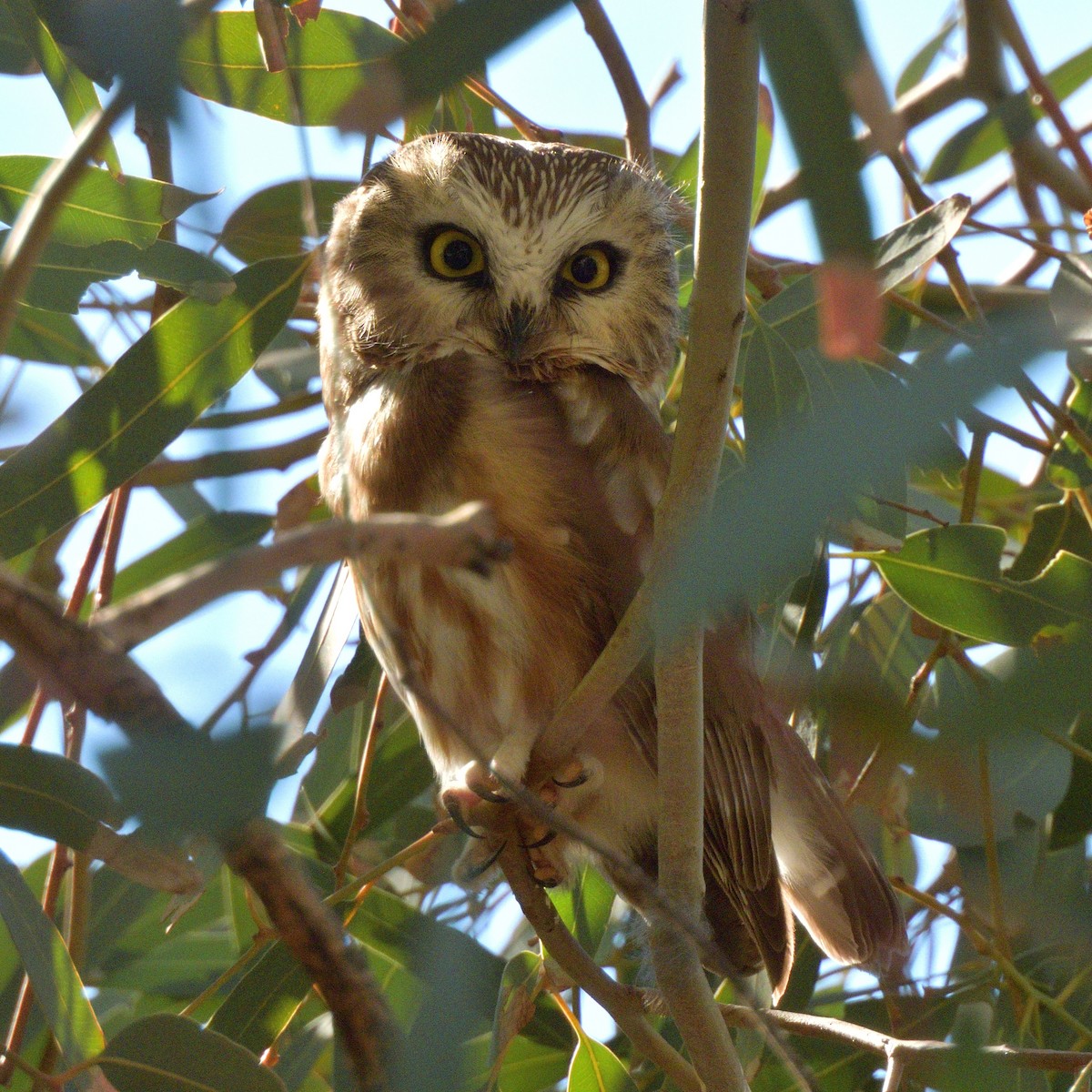 Northern Saw-whet Owl - ML646772860