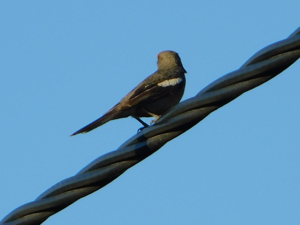 Рара червоновола - ML646772867