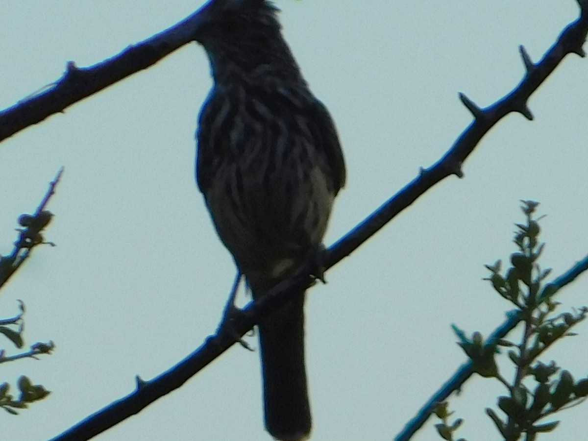 Рара червоновола - ML646772868