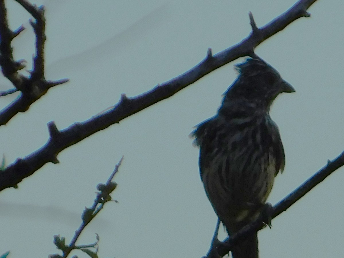 Рара червоновола - ML646772869