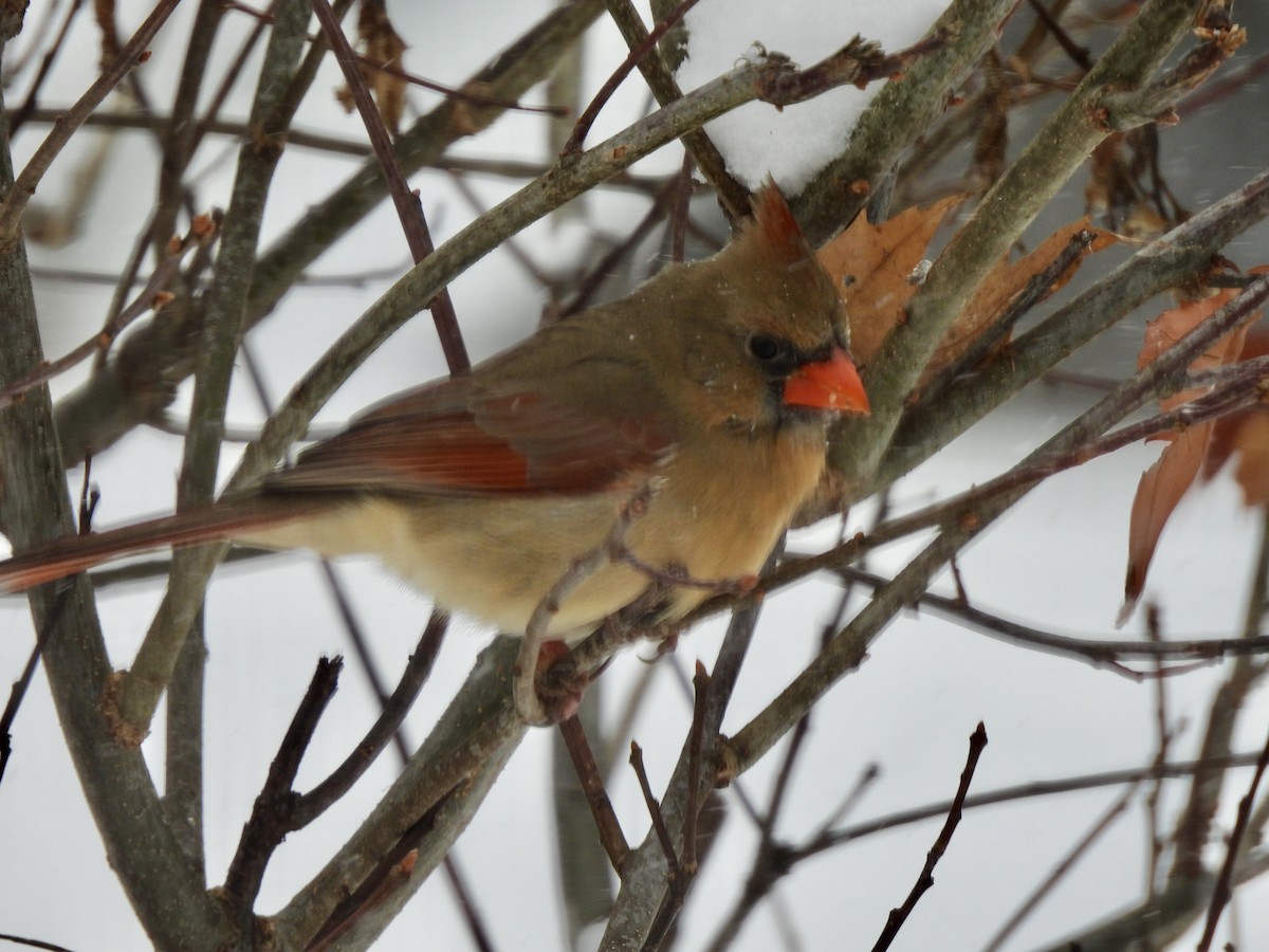 Northern Cardinal - ML646772870
